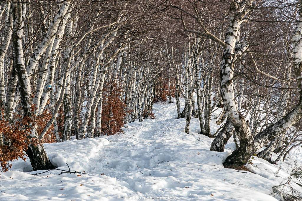 Forcora - bosco di betulle - foto di Claudio Montagner