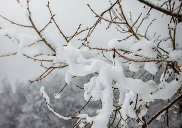 Gerenzano, il Parco degli Aironi sotto la neve