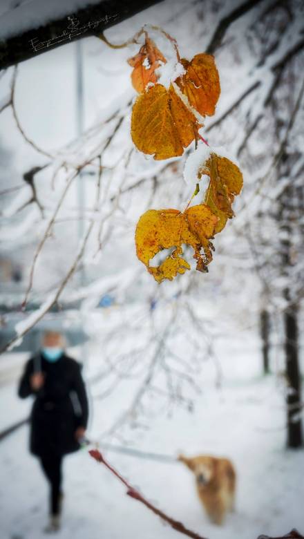 Gerenzano, il Parco degli Aironi sotto la neve