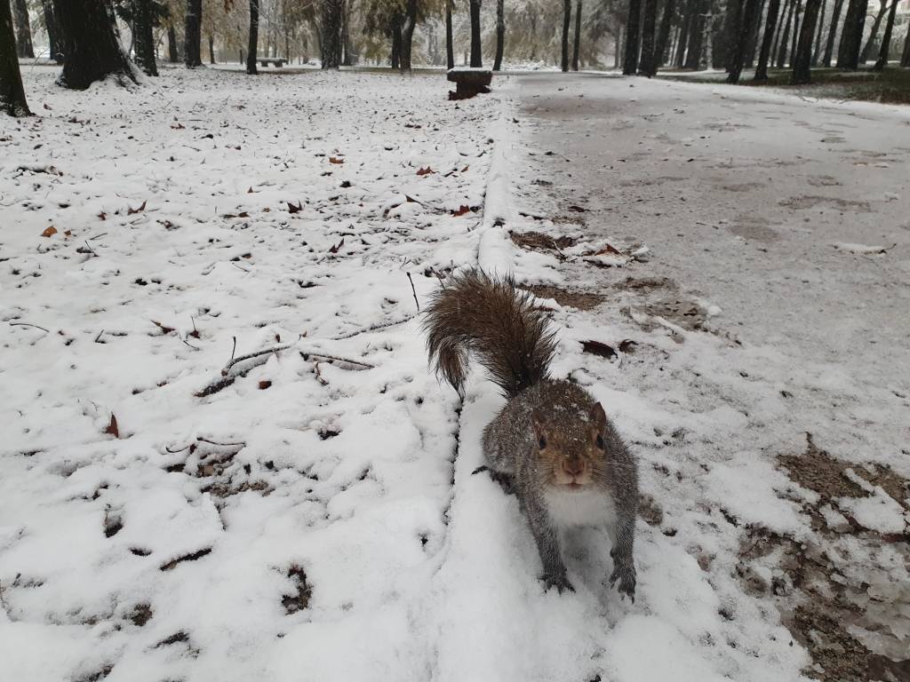 Neve sul Legnanese