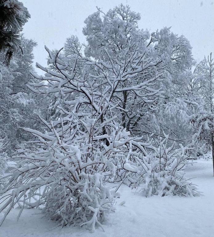 Parco Castello Legnano, neve 28 dicembre