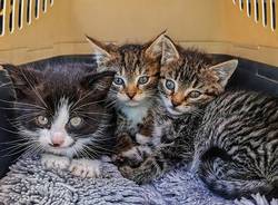 gatti nel trasportino