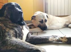cane e minacce