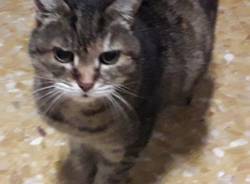 Chi ha perso questa gattina a Casbeno?