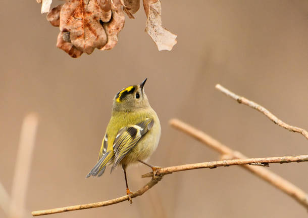 Fauna del Fontanile di San Giacomo, Parco dei Mughetti 