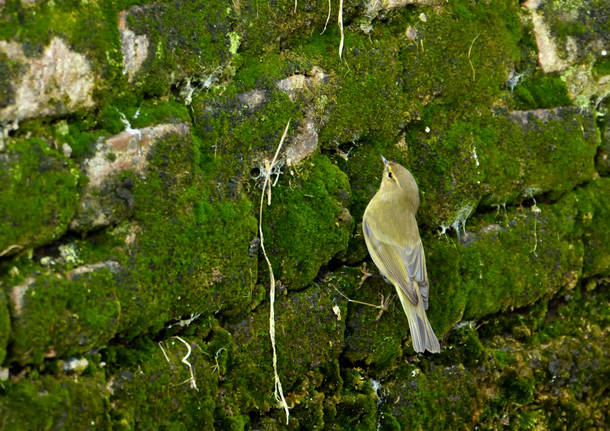 Lo spettacolo della fauna del Fontanile di San Giacomo, Parco dei Mughetti