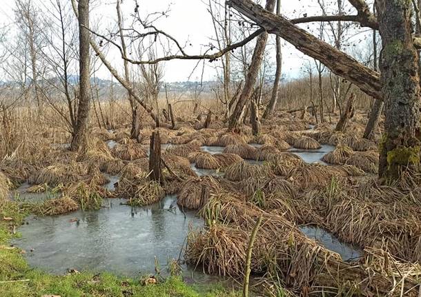 Dal lago di Varese “spuntano” i covoni di lisca