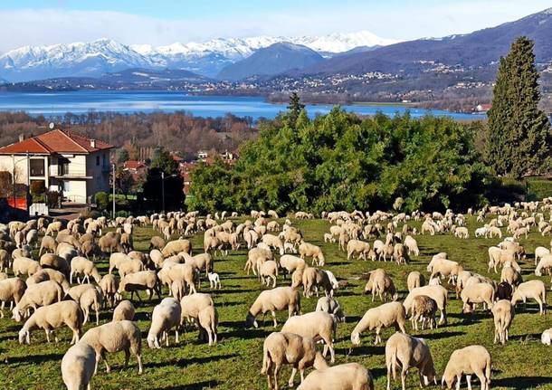 Gregge al Belvedere di Azzate