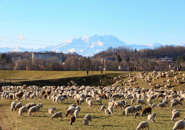 gregge Gallarate Cassano Magnago