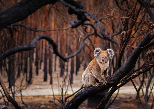 Koala Australia WWF