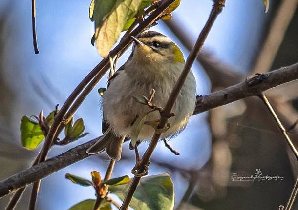 Lo spettacolo del birdwatching negli scatti di Emanuele Santagostino