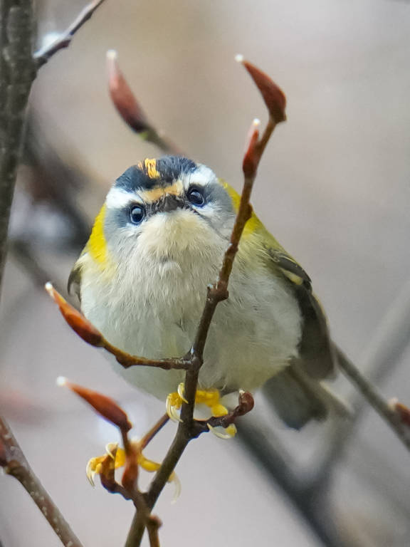 Mario Monfrini, il "re" del birdwaching a KM0