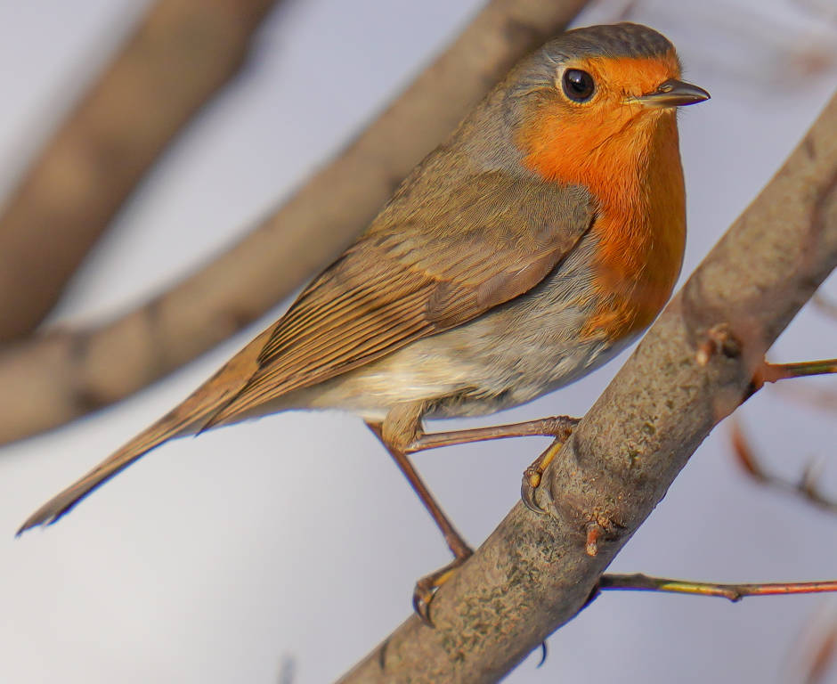 Mario Monfrini, il "re" del birdwaching a KM0