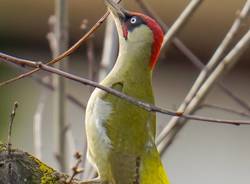 Mario Monfrini, il "re" del birdwaching a KM0