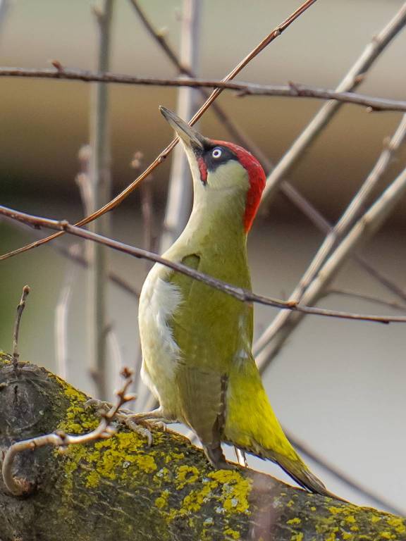 Mario Monfrini, il "re" del birdwaching a KM0