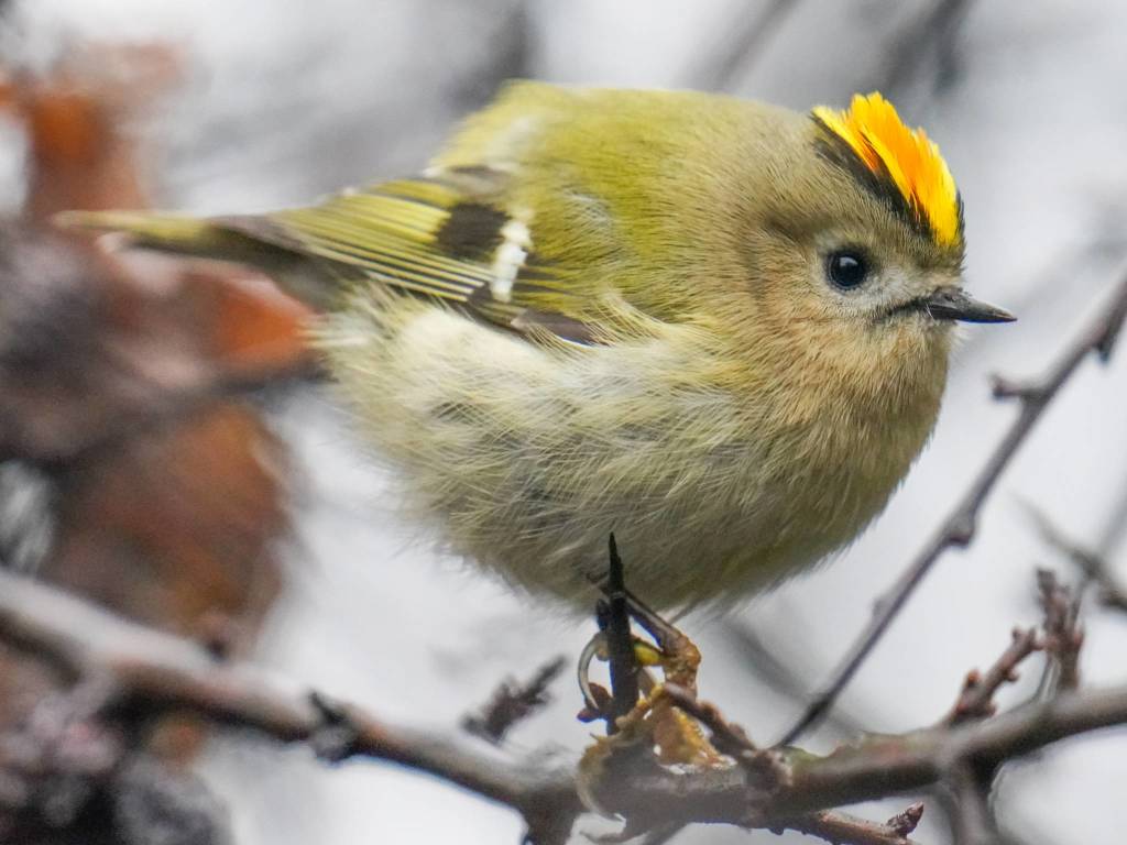 Mario Monfrini, il "re" del birdwaching a KM0