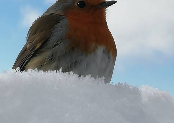 Un pettirosso tra la neve