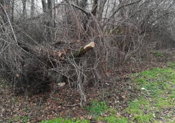 Albero caduto in via Abruzzi a Legnano