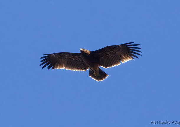 aquila anatraia