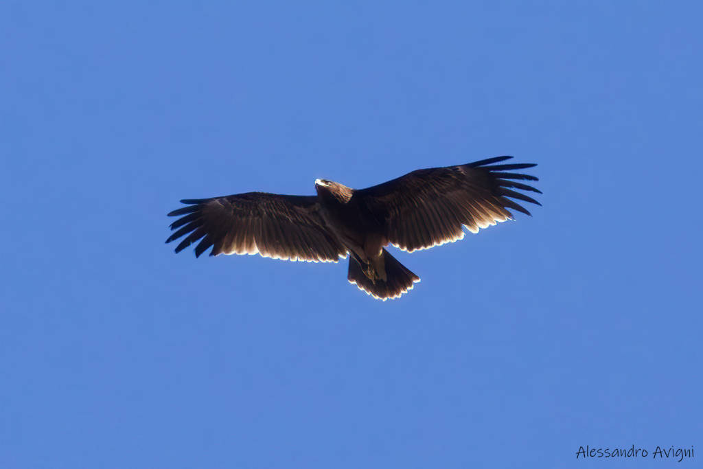 aquila anatraia