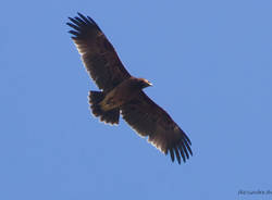 aquila anatraia