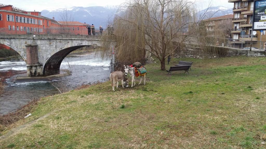 Camminatore asini Hans Tobler