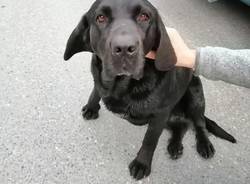 Trovato questo cagnolone sulla provinciale a Biandronno