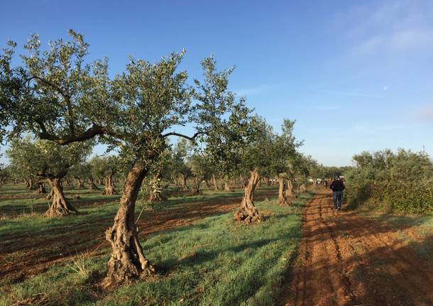 EstateLiberi, nei territorio confiscati alla mafia