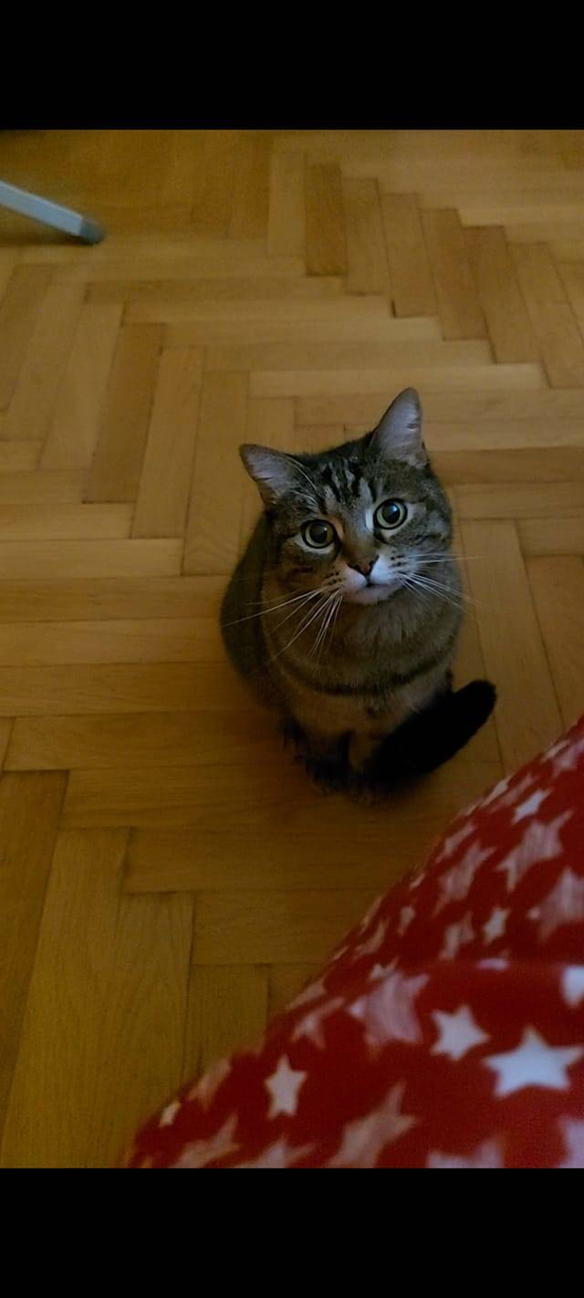 Festa nazionale del Gatto