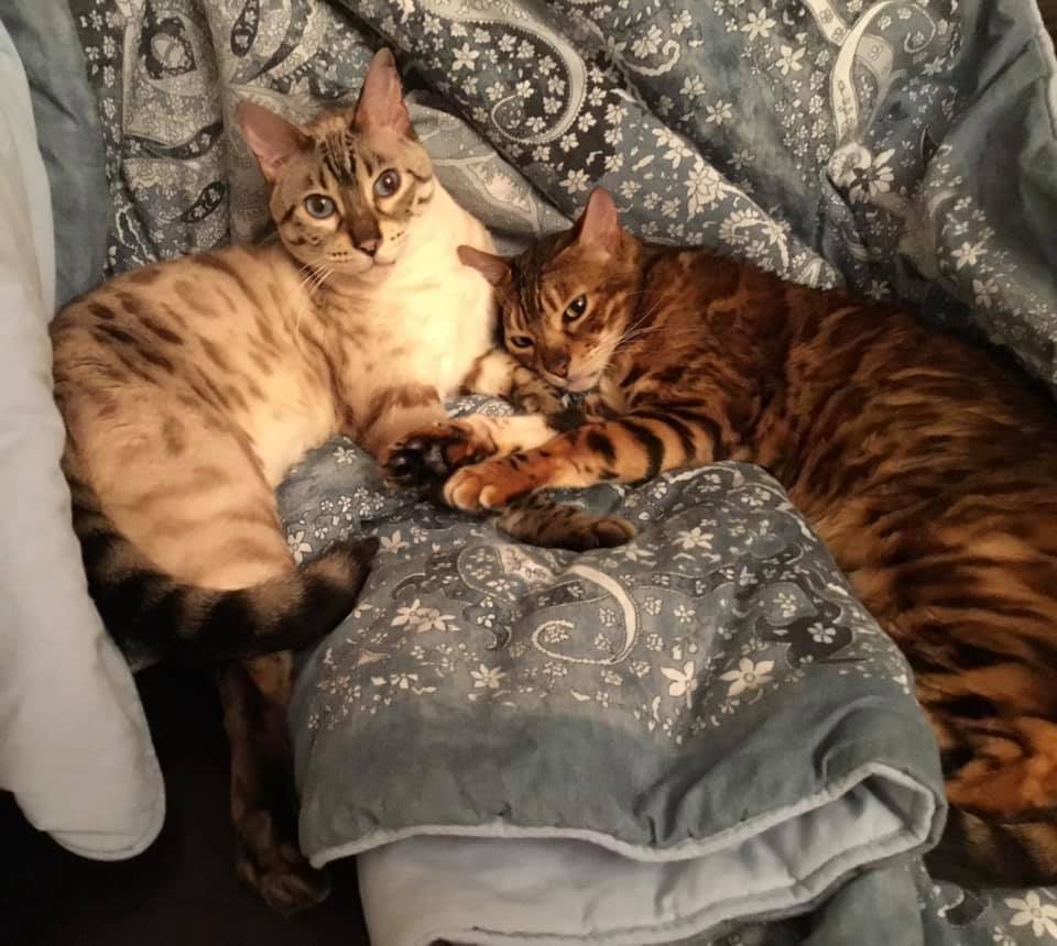 Festa nazionale del Gatto