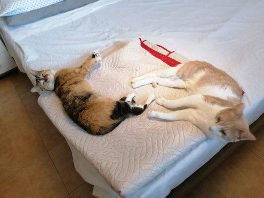 Festa nazionale del Gatto