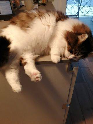 Festa nazionale del Gatto