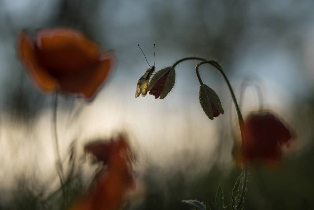 Fotografare il parco, i vincitori