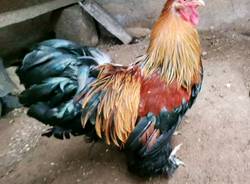 gallo brama