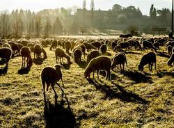 Gregge di pecore a Bodio Lomnago