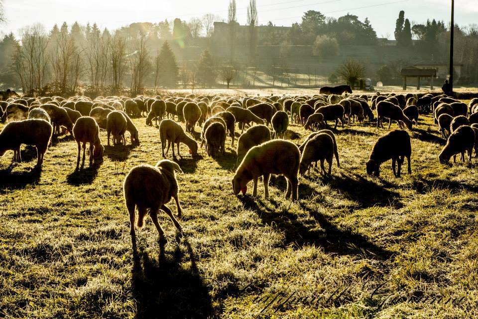 Gregge di pecore a Bodio Lomnago