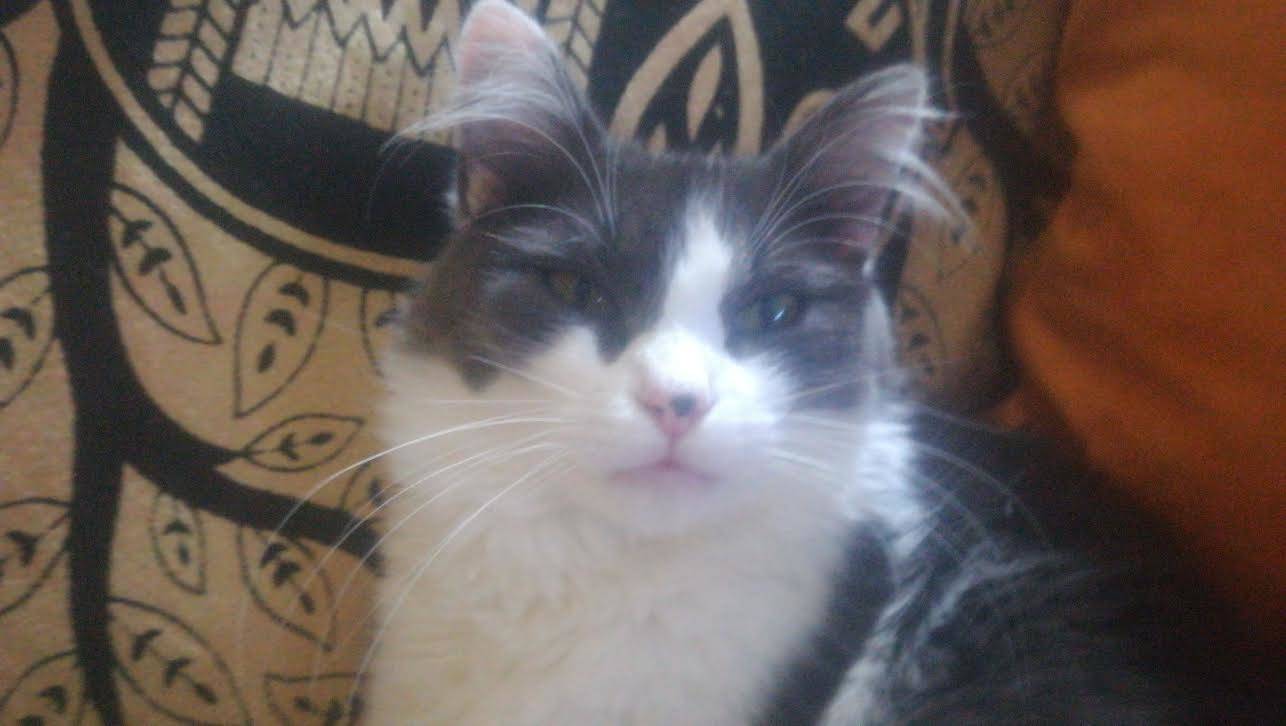 Milù