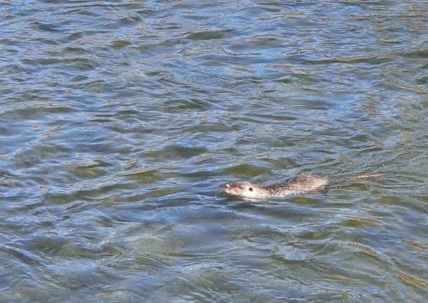 Nutria a Germignaga