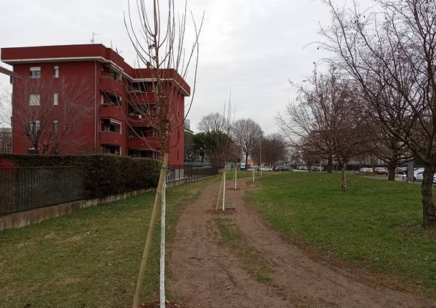 piantumazione alberi a Lainate