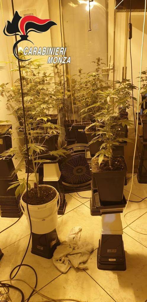 Vimercate, odore strano da una casa: spunta una serra con 30 piante di marijuana
