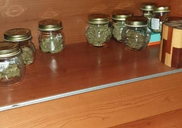 Vimercate, odore strano da una casa: spunta una serra con 30 piante di marijuana