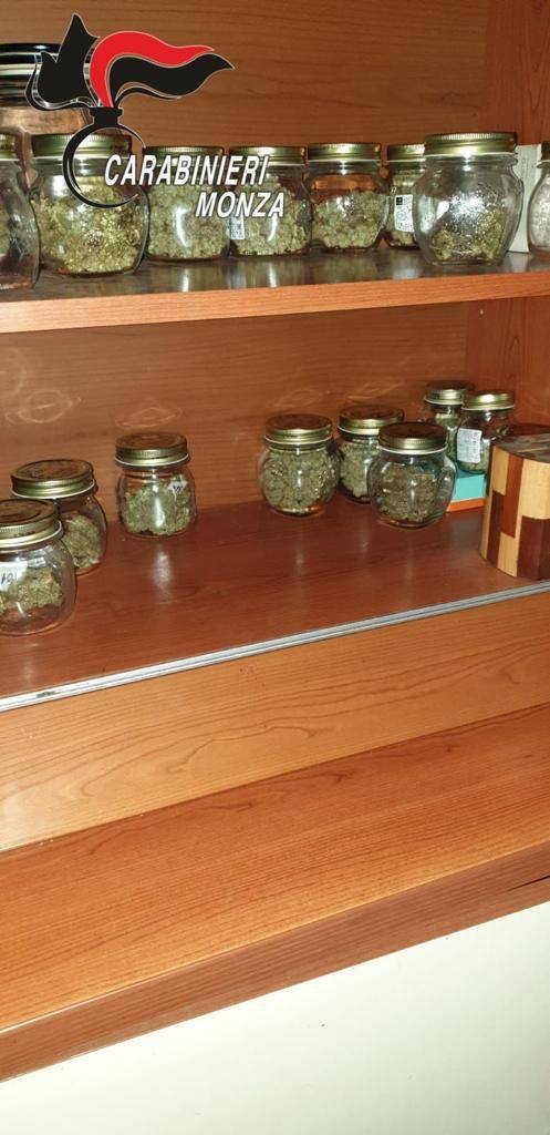 Vimercate, odore strano da una casa: spunta una serra con 30 piante di marijuana