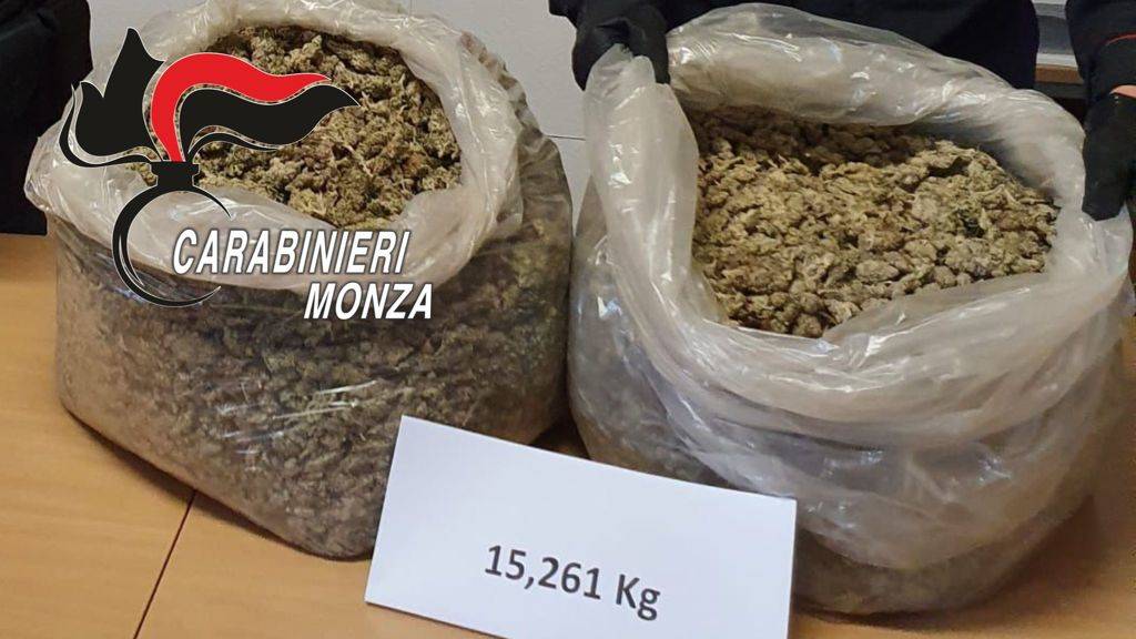15 kg di marijuana nascosti sotto le foglie ai piedi di un albero a Misinto