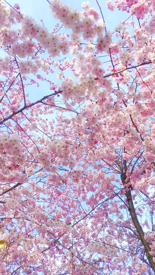 Benvenuta primavera