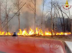 Incendio nel Parco delle Groane, 25 mila metri quadri di sottobosco in fumo