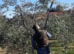 La potatura degli Ulivi di Varese, al Monte Bernasco