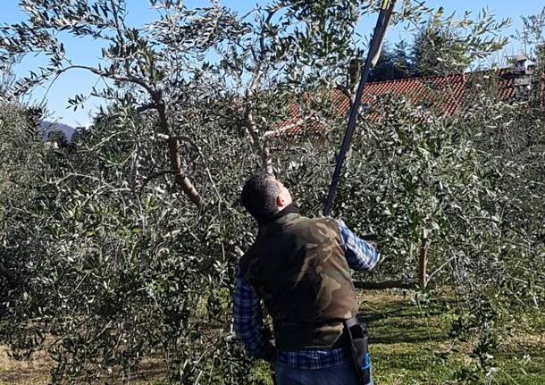 La potatura degli Ulivi di Varese, al Monte Bernasco