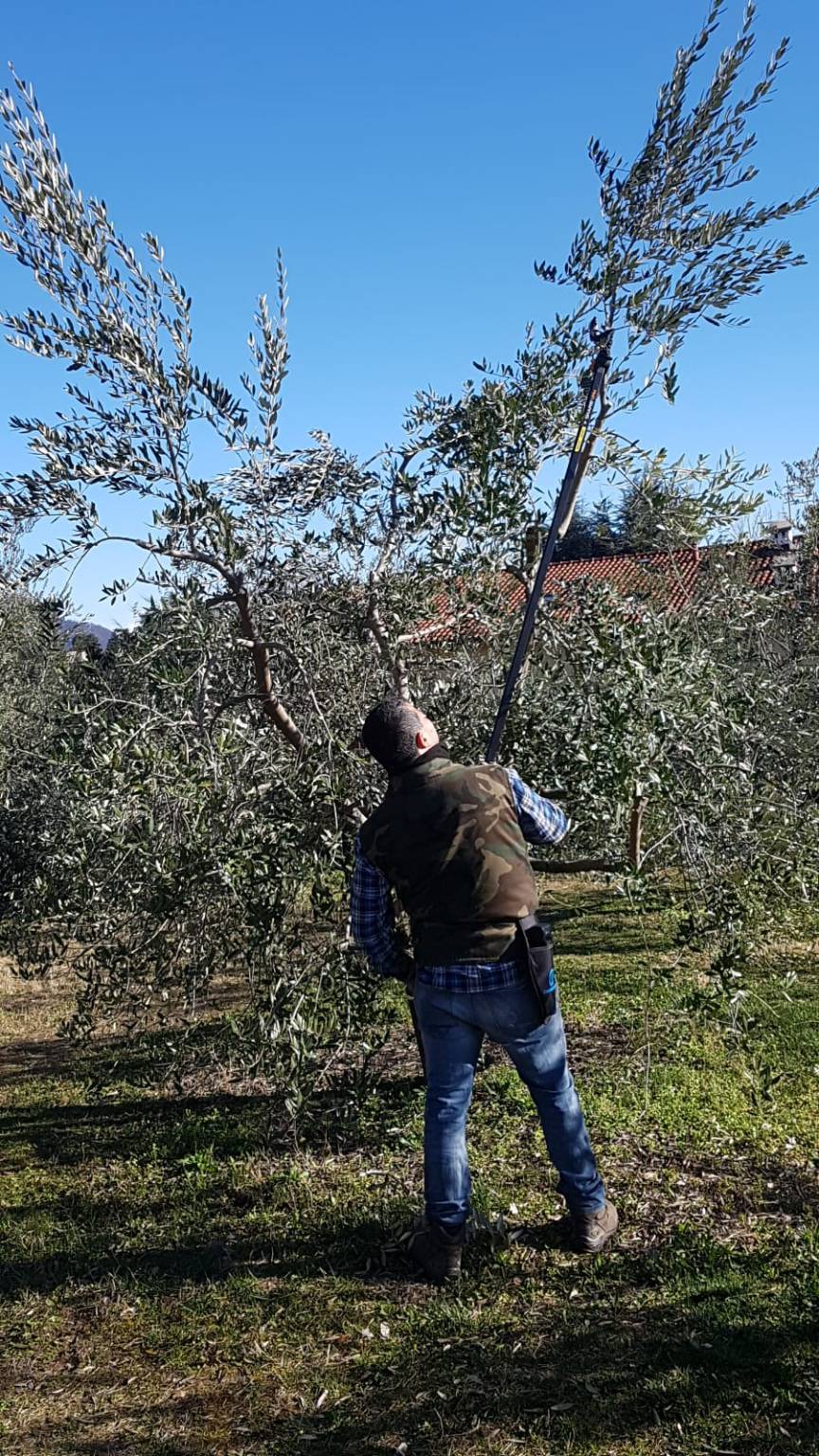 La potatura degli Ulivi di Varese, al Monte Bernasco