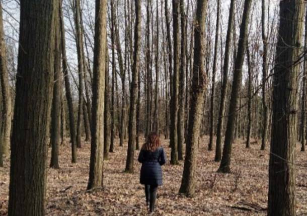 La stanza del Bosco al Parco Alto Milanese