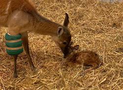 Nato un cucciolo di antilope sitatunga alle Cornelle